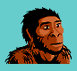 drawing of Homo habilis